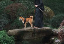 [YITUYU艺图语]2021.10.11 犬侍 老乔[20+1P／223MB]-美图岛